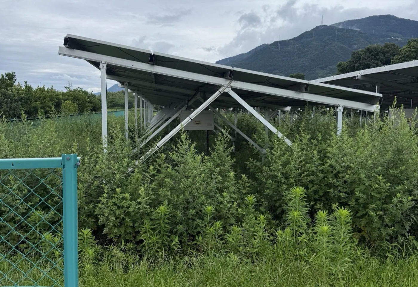 草が伸びて営農が止まってしまった営農型太陽光の現場