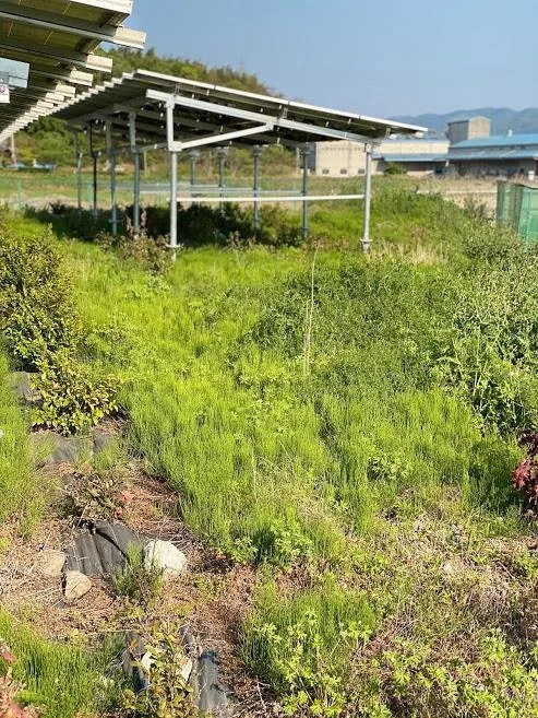 草が伸び、営農が止まっていた施工前の営農型太陽光
