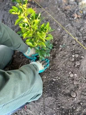 改良した土に苗木を手で植え付けている様子